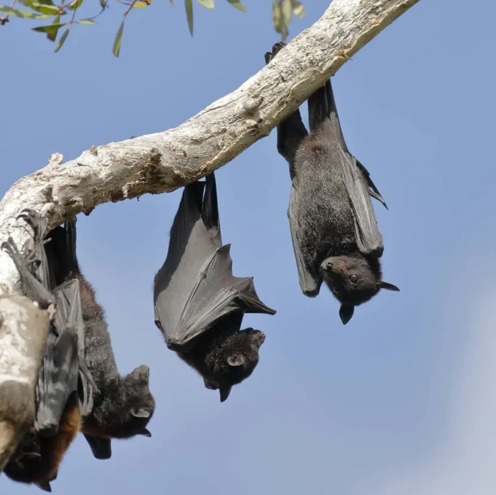 Black Flying Foxes