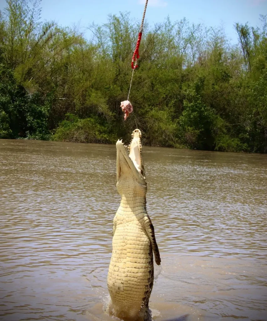 Crocodile Biology