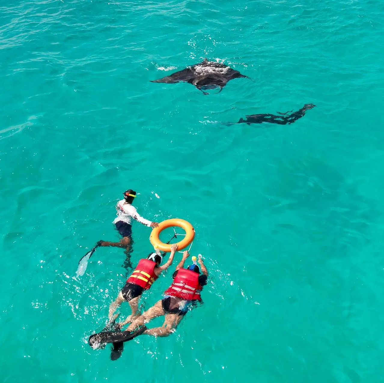 Great Barrier Reef Tour