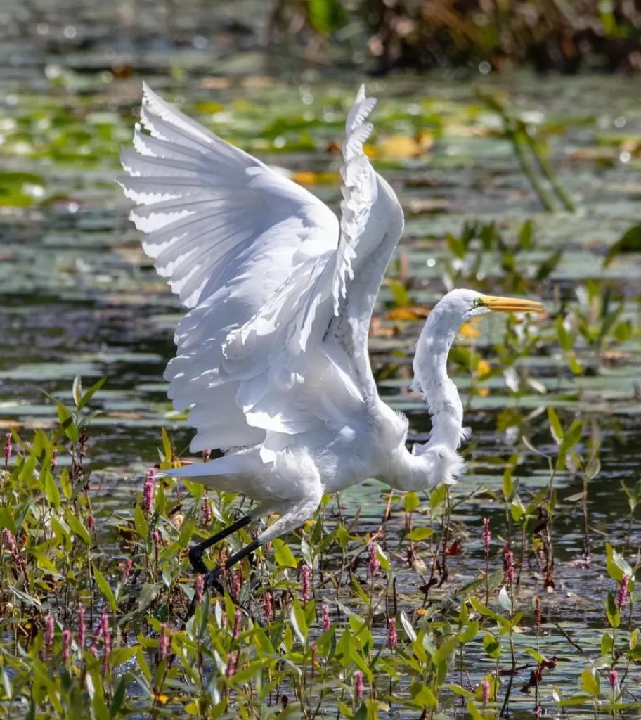 Great Egrets