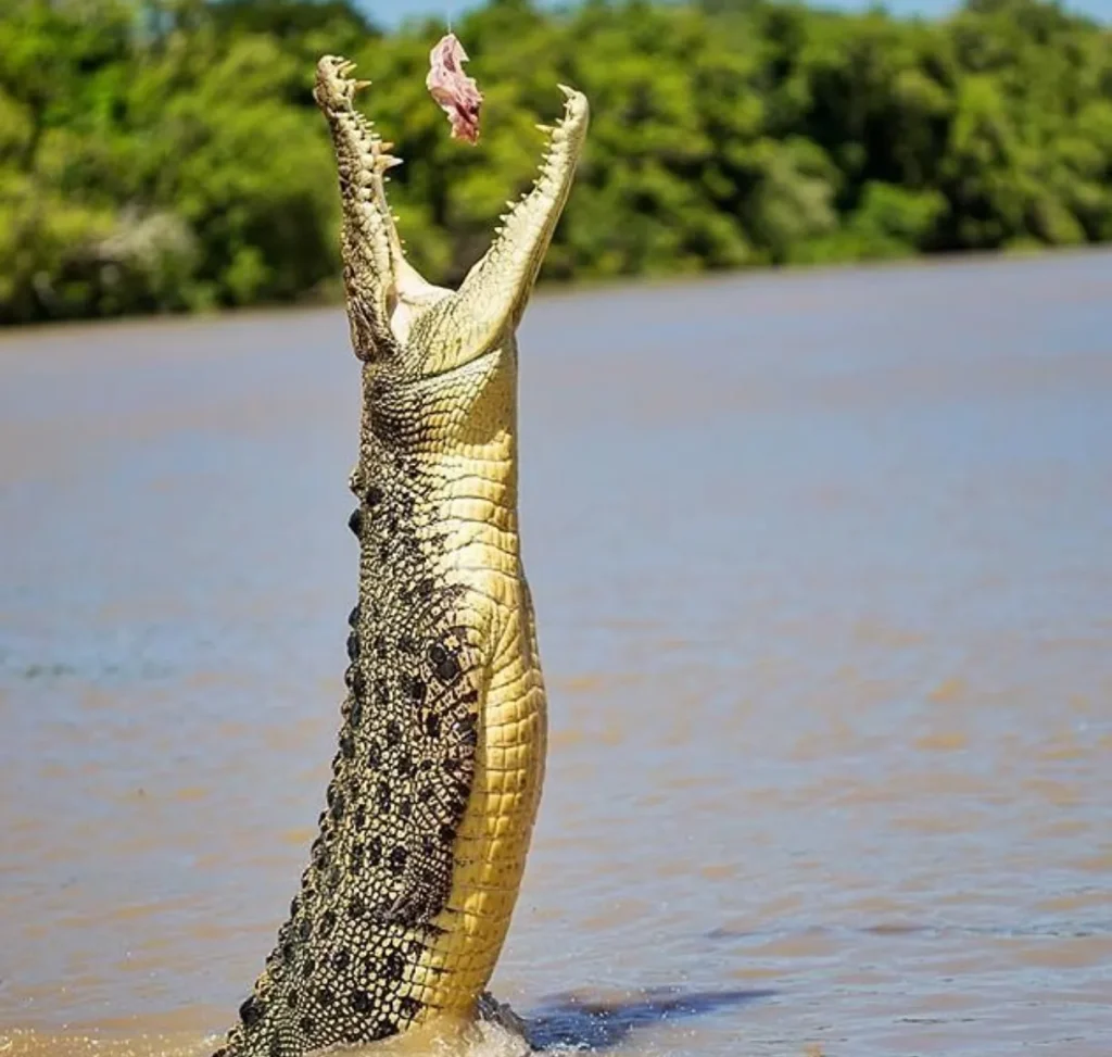 Jumping Crocodile Tours’ Impact on Conservation