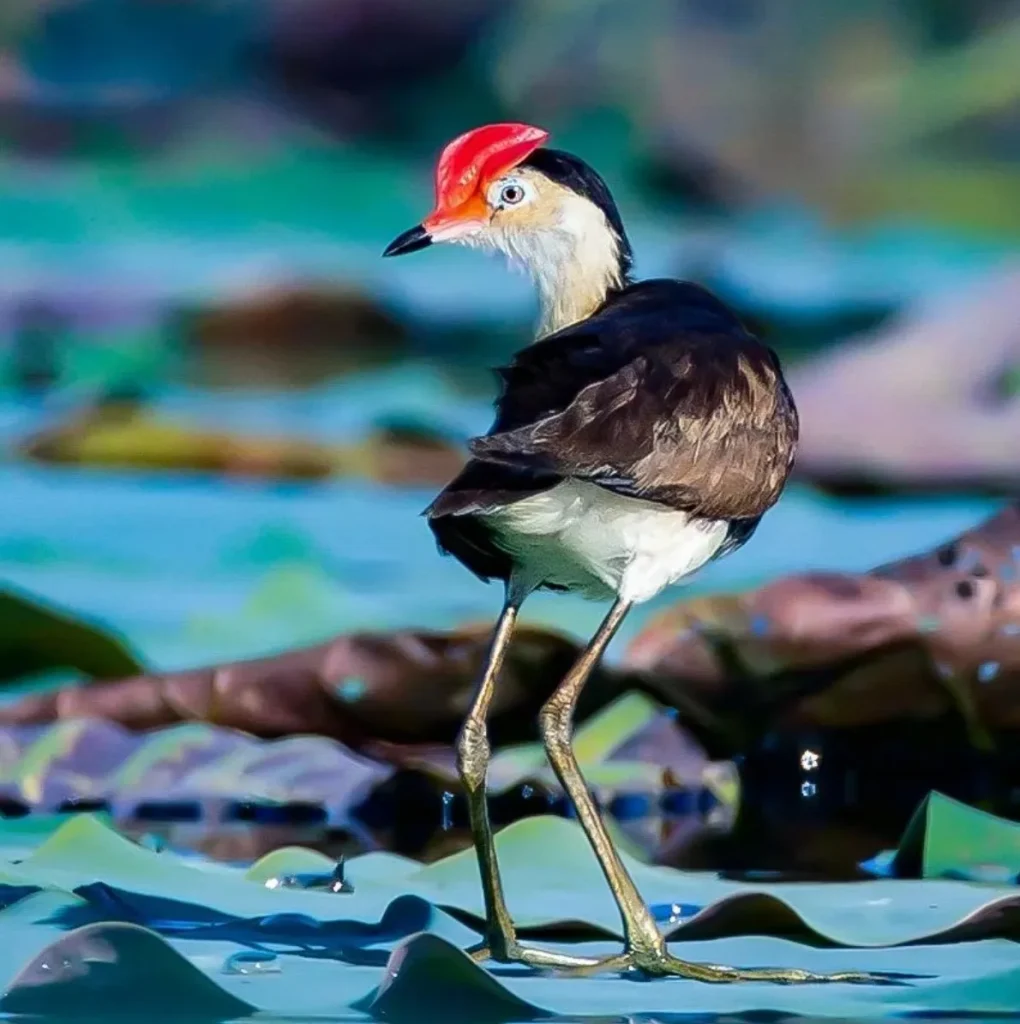 Mamukala Wetlands