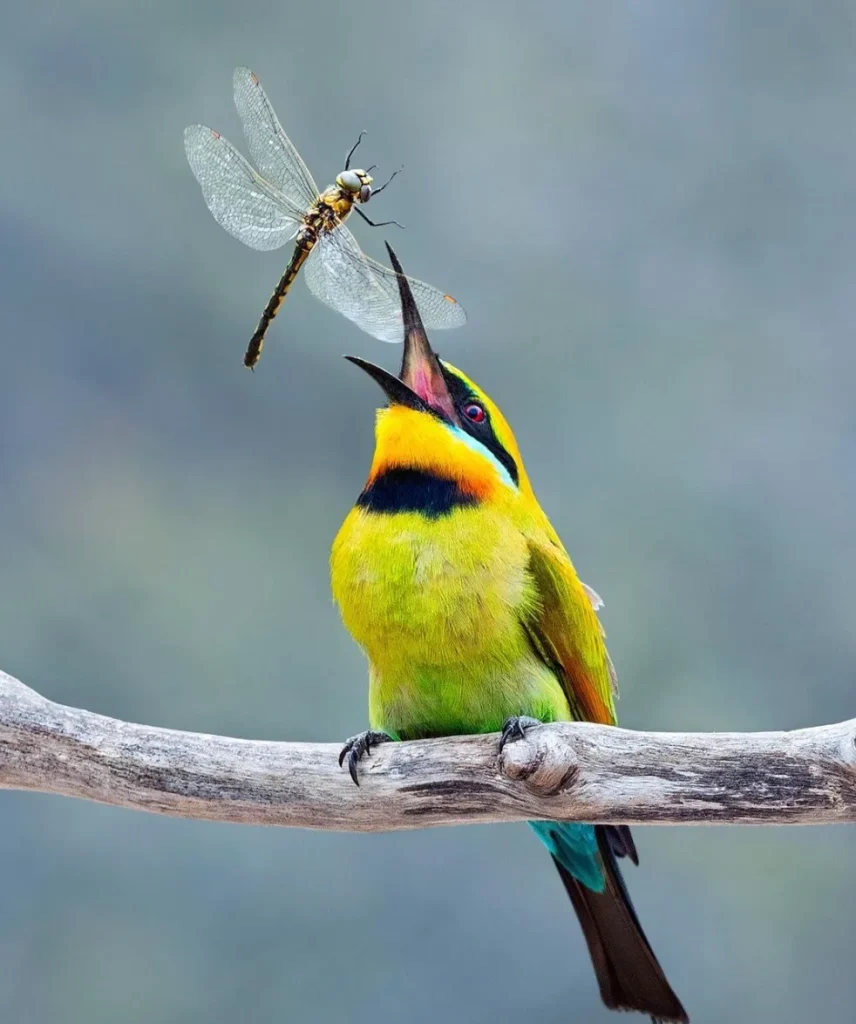 Rainbow Bee-eaters