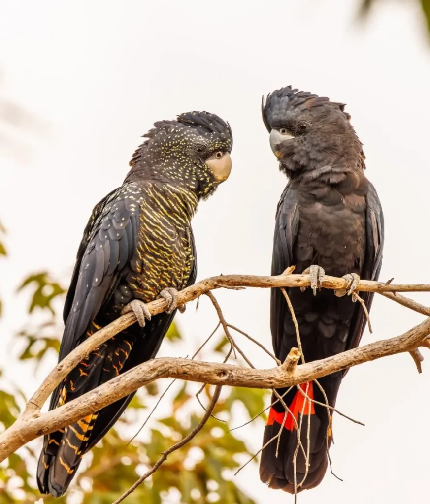 Red-tailed Black Cockatoos