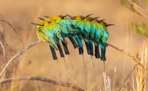 The Birdlife of Kakadu National Park