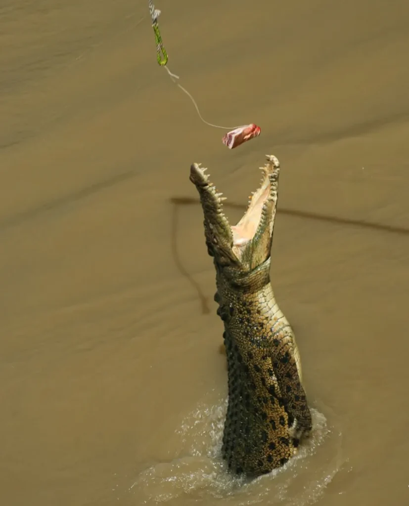 The Physics of a Crocodile’s Jump