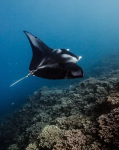 Where to See Manta Rays on the Great Barrier Reef