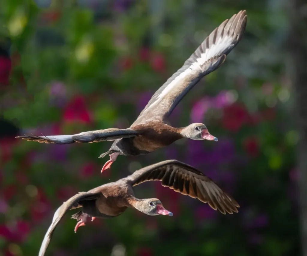 Whistling Ducks