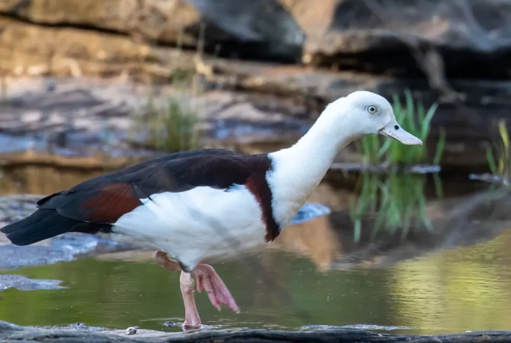 Wildlife Encounters in Nitmiluk National Park