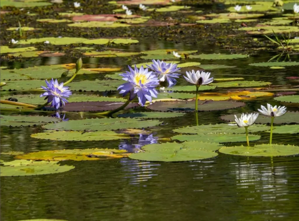 Yellow Water Billabong