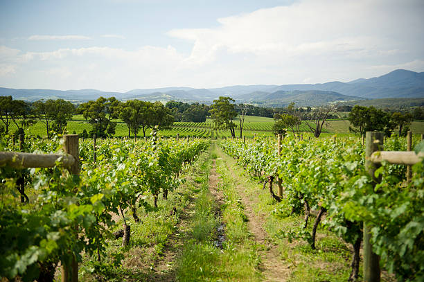 Discover the Flavors of Yarra Valley with our Exclusive Wine Tasting Excursions