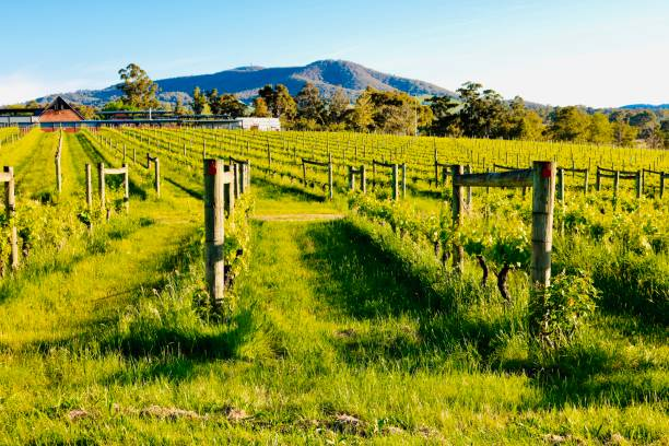 4icege | Discover the Best Yarra Valley Winery Accommodations for an Enchanting Retreat