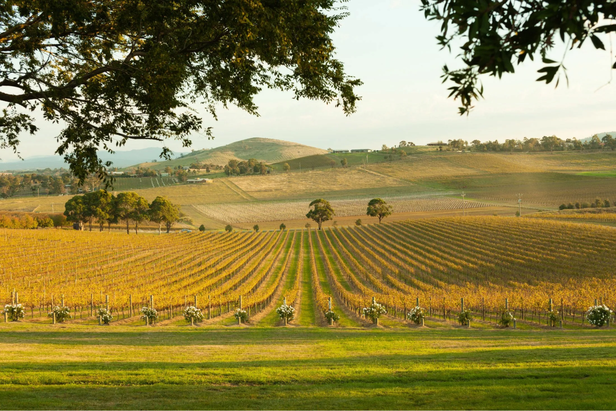 4icege | Discover the Best Yarra Valley Wineries | Your Ultimate Wine Tour Guide